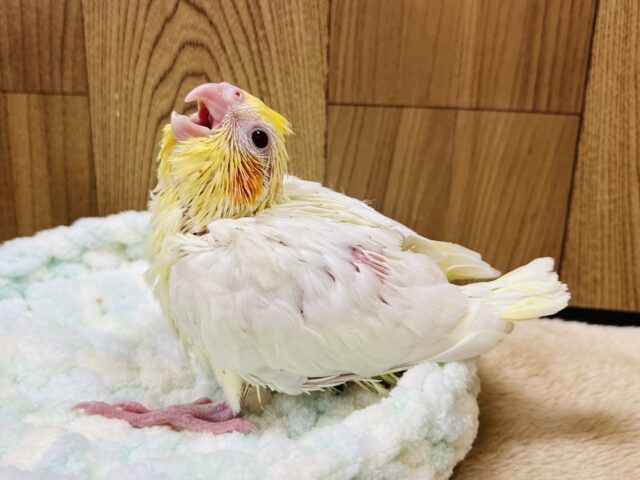 オカメインコ