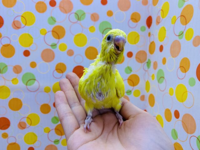 セキセイインコ