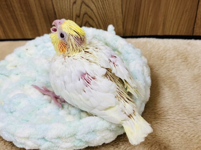 オカメインコ