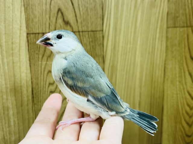 桜文鳥