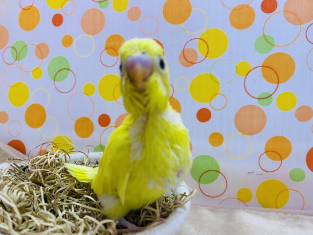 セキセイインコ