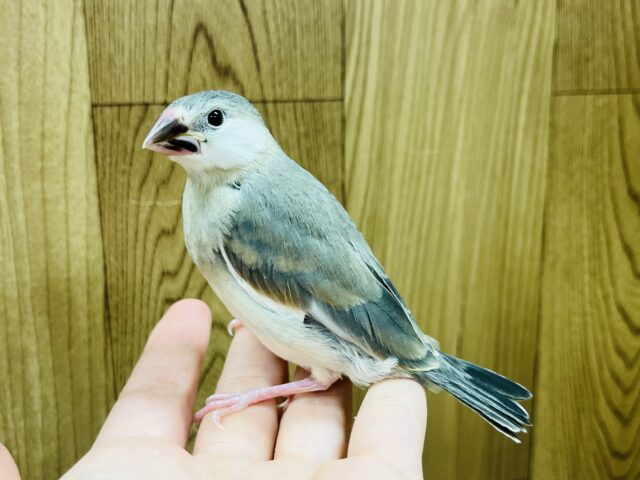 桜文鳥