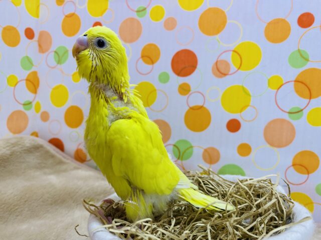 セキセイインコ