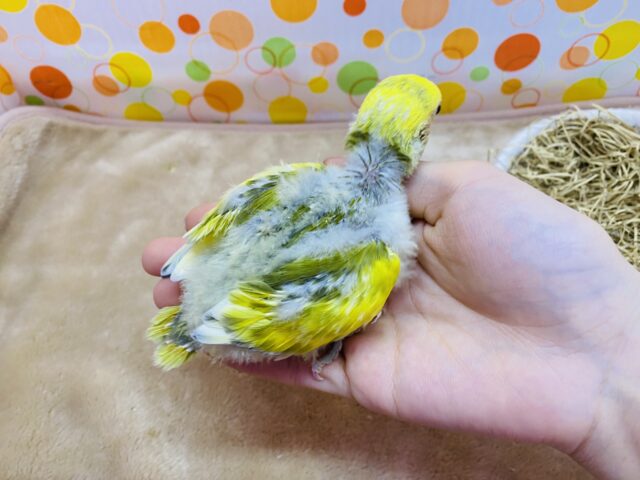 コザクラインコ（小桜インコ）