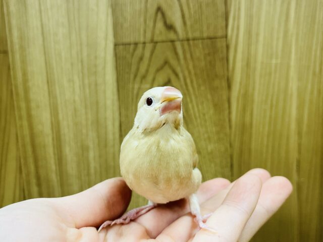 シナモン文鳥