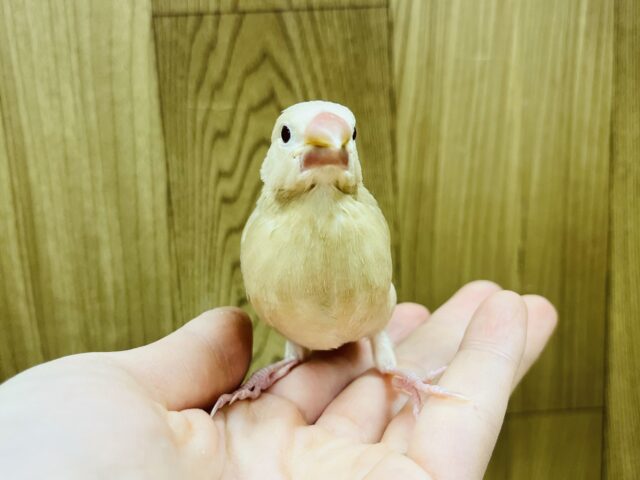 シナモン文鳥