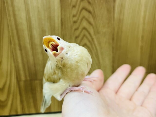 シナモン文鳥