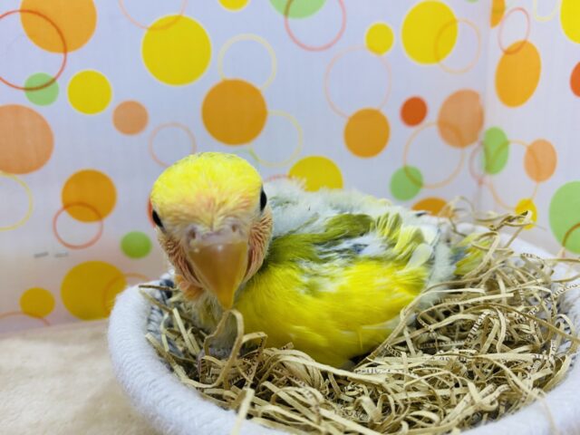コザクラインコ（小桜インコ）