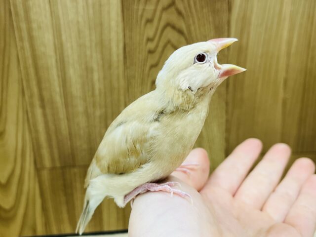 シナモン文鳥
