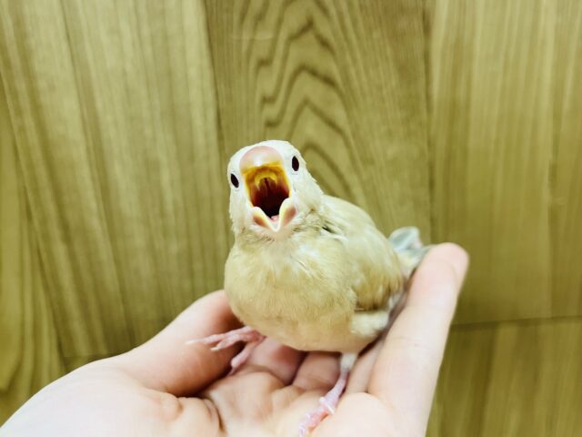 シナモン文鳥