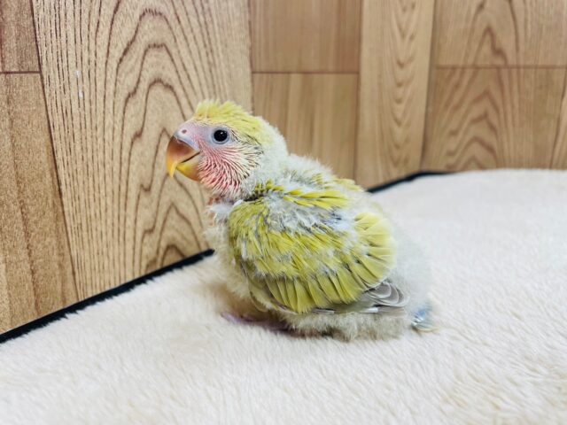 コザクラインコ（小桜インコ）