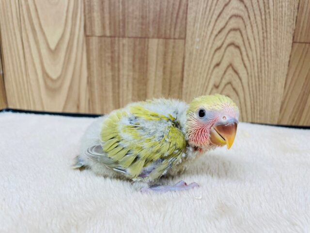 コザクラインコ（小桜インコ）