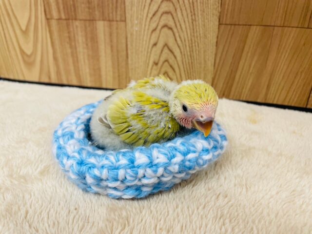 コザクラインコ（小桜インコ）