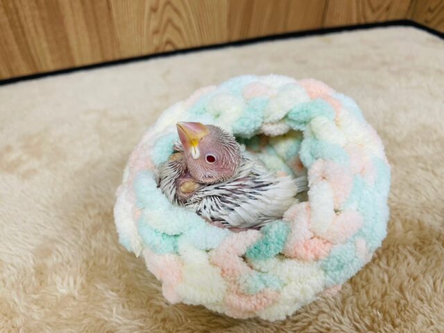 シルバーイノ文鳥