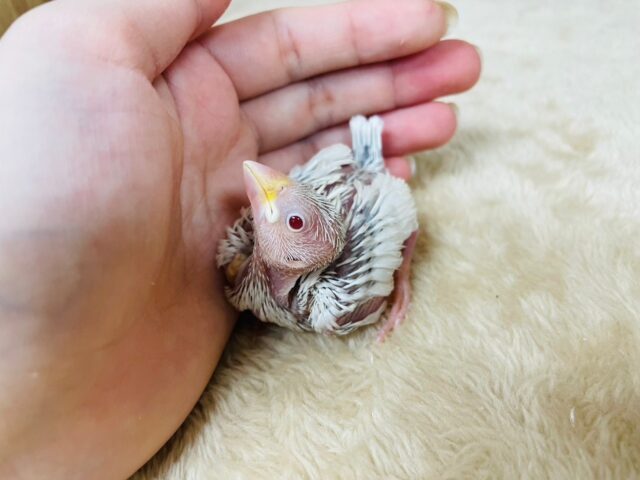 シルバーイノ文鳥