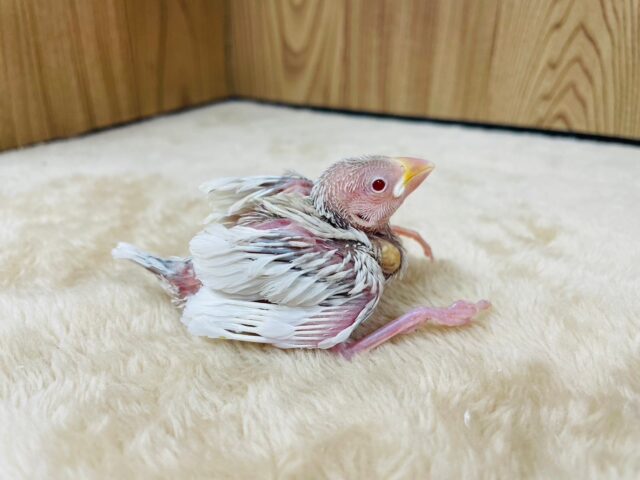 シルバーイノ文鳥
