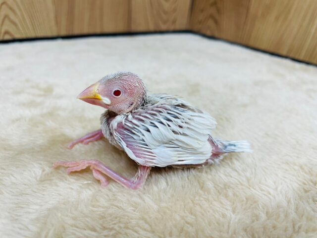 シルバーイノ文鳥