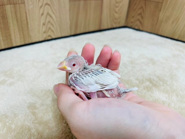シルバーイノ文鳥