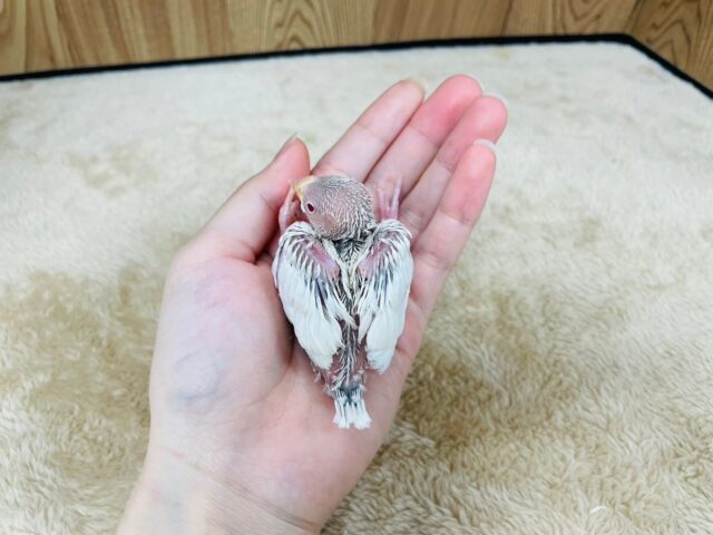 シルバーイノ文鳥