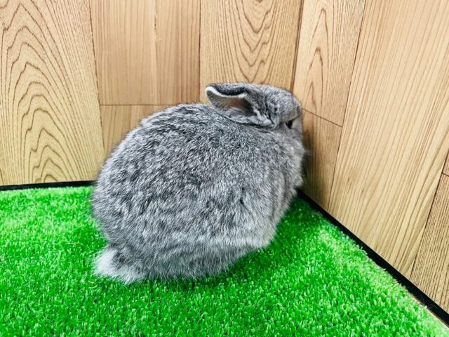 ロップイヤーラビット