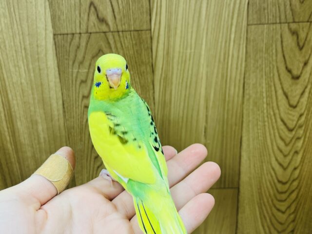 セキセイインコ
