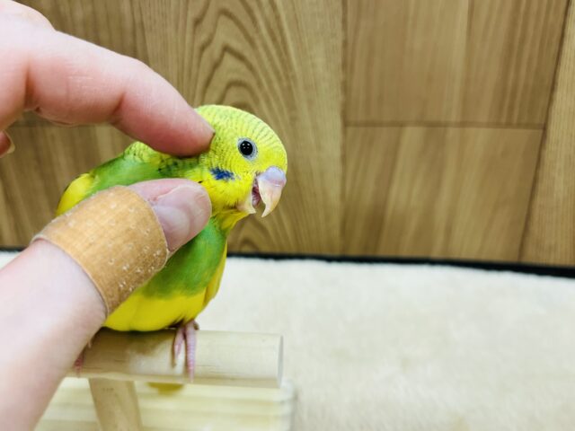 セキセイインコ
