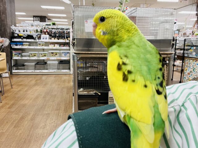 セキセイインコ