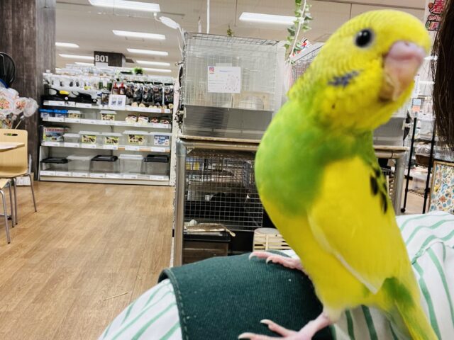 セキセイインコ