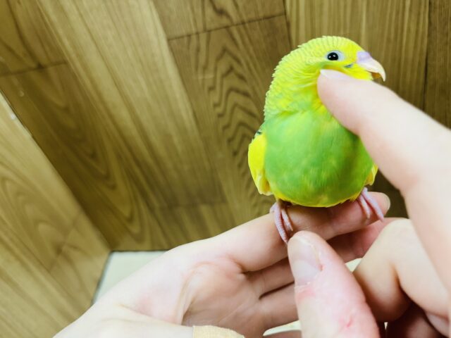 セキセイインコ