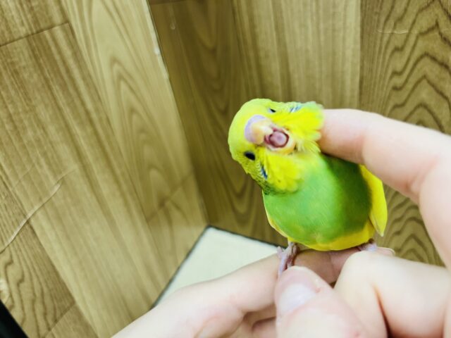 セキセイインコ