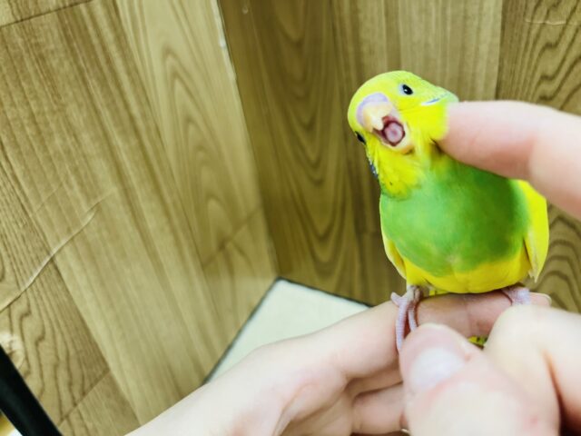 セキセイインコ