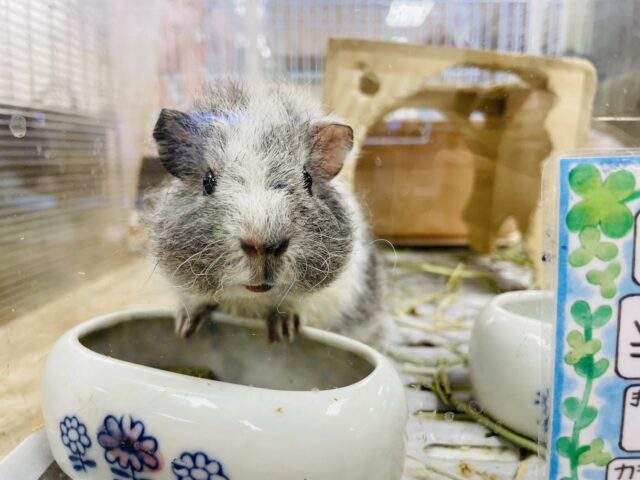 テディモルモット