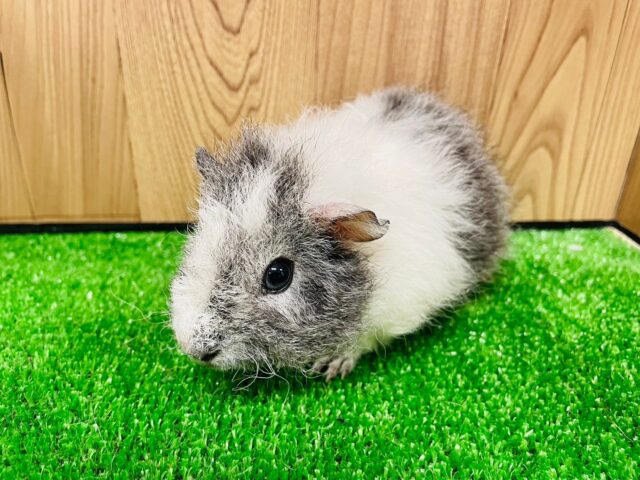 テディモルモット