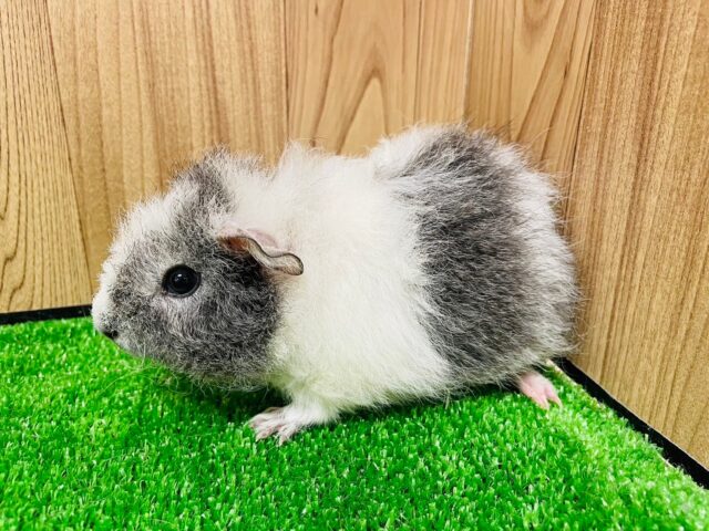 テディモルモット