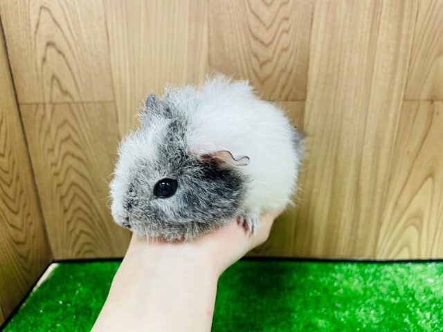 テディモルモット