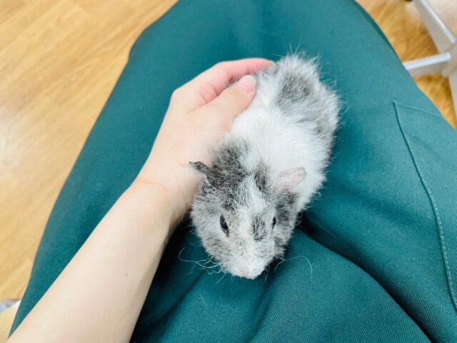 テディモルモット