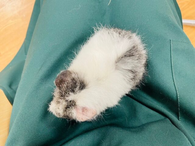 テディモルモット