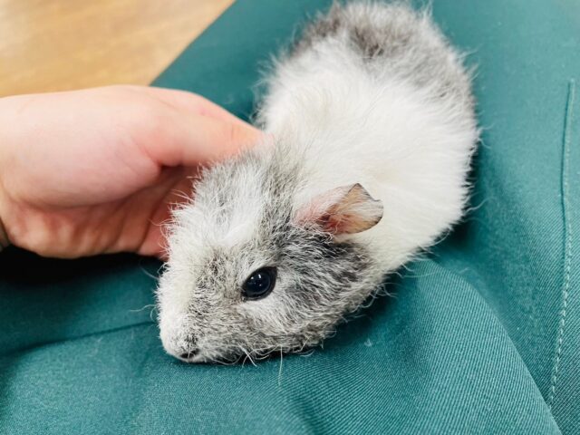 テディモルモット