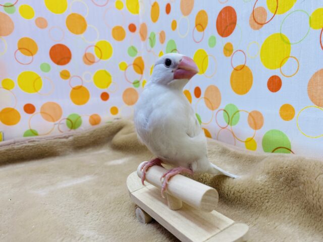 白文鳥