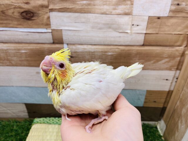 オカメインコ