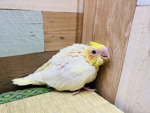 オカメインコ