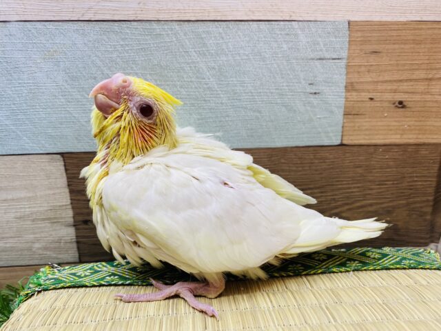 オカメインコ