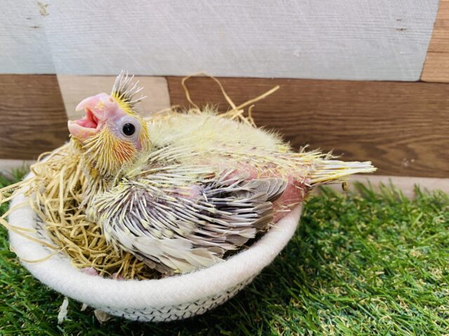 オカメインコ