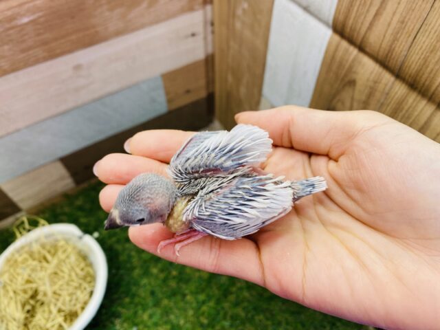 シルバー文鳥