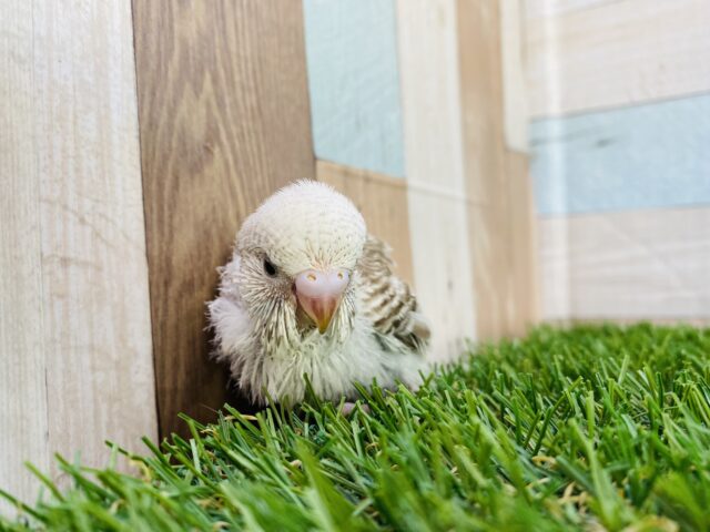 ジャンボセキセイインコ