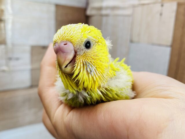 ジャンボセキセイインコ