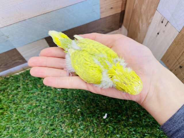 ジャンボセキセイインコ