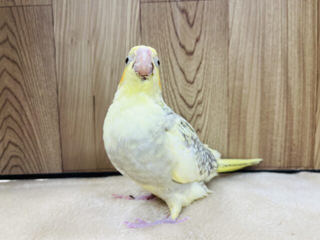 オカメインコ