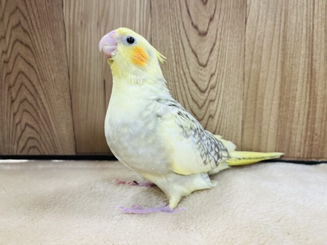 オカメインコ
