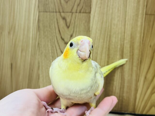 オカメインコ